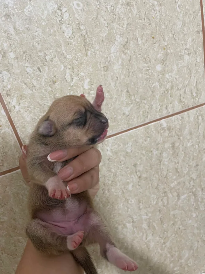 Cachorro ra a SRD-ViraLata idade Abaixo de 2 meses nome Bunu