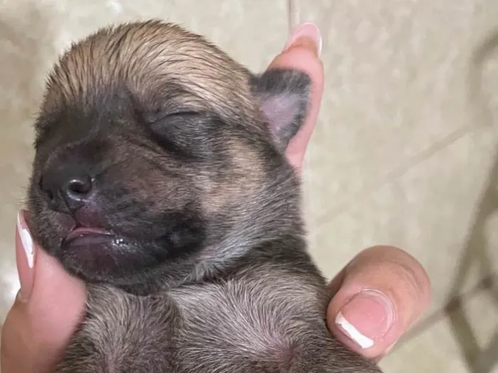 Cachorro ra a SRD-ViraLata idade Abaixo de 2 meses nome Bunu