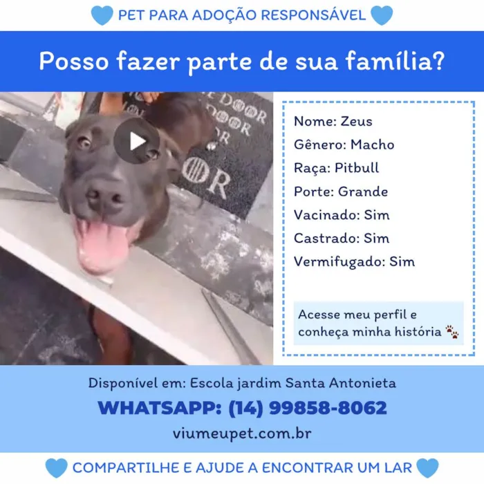 Cachorro ra a Pit-Bull idade 2 anos nome Zeua