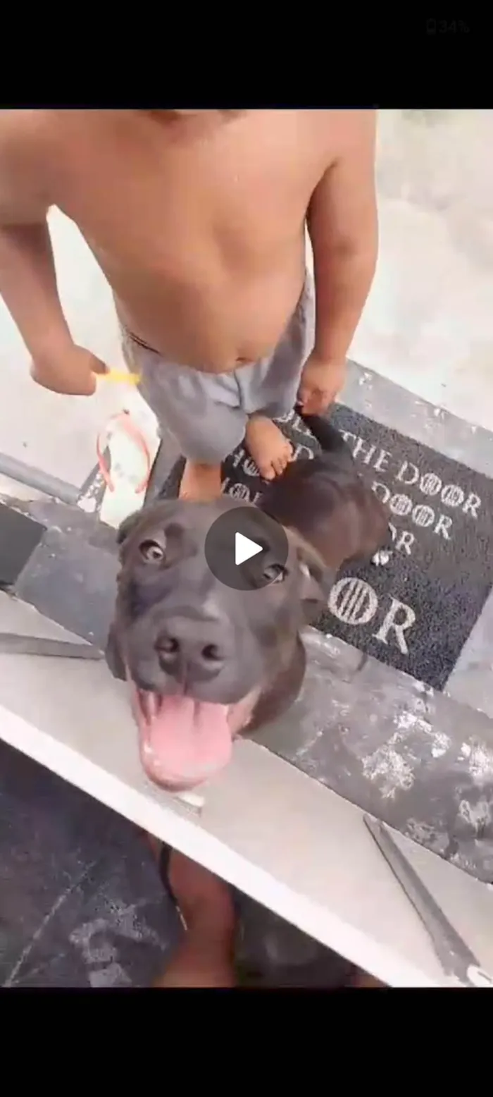 Cachorro ra a Pit-Bull idade 2 anos nome Zeua