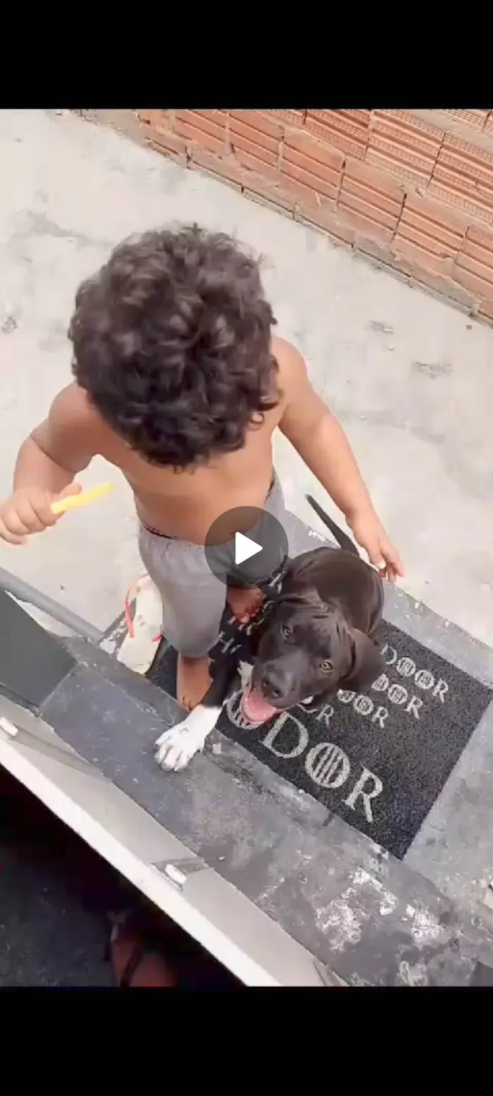 Cachorro ra a Pit-Bull idade 2 anos nome Zeua