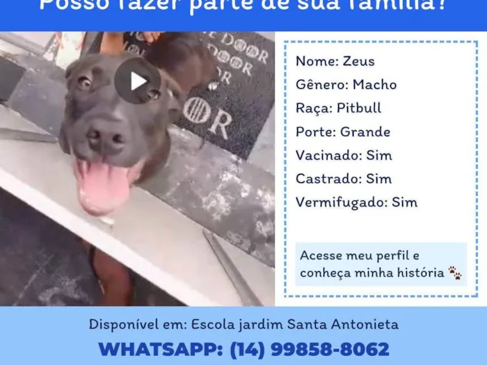 Cachorro ra a Pit-Bull idade 2 anos nome Zeua