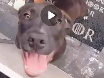 Cachorro raça Pit-Bull idade 2 anos nome Zeua