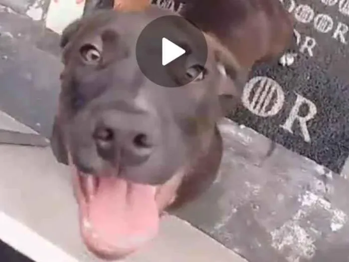 Cachorro ra a Pit-Bull idade 2 anos nome Zeua