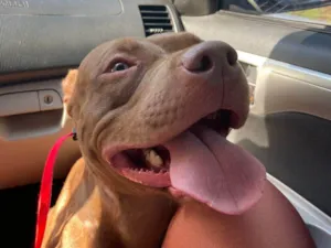 Cachorro raça Pit-Bull idade 1 ano nome Lua