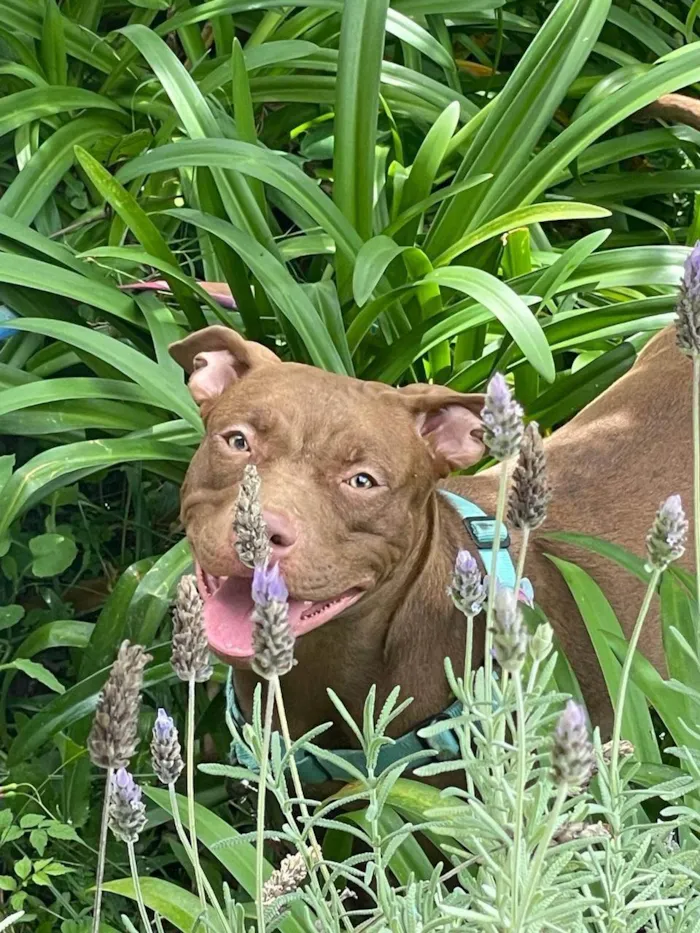 Cachorro ra a Pit-Bull idade 1 ano nome Lua