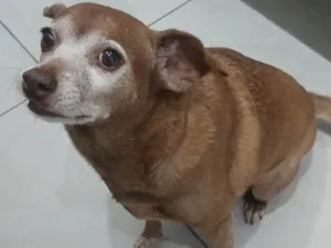 Cachorro raça SRD-ViraLata idade 6 ou mais anos nome Florzinha