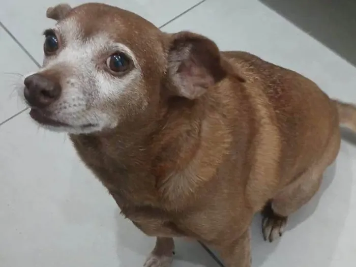 Cachorro ra a SRD-ViraLata idade 6 ou mais anos nome Florzinha