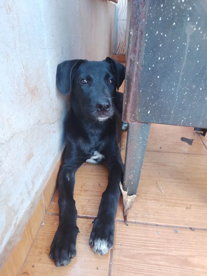 Cachorro ra a SRD-ViraLata idade 7 a 11 meses nome Nala