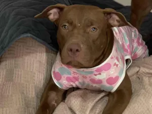 Cachorro raça Pit-Bull idade 1 ano nome Lua