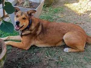 Cachorro raça SRD-ViraLata idade 4 anos nome Marley 