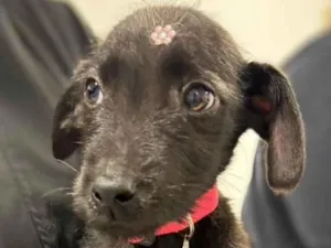 Cachorro raça SRD-ViraLata idade 2 a 6 meses nome Janis 