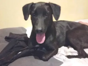 Cachorro raça SRD-ViraLata idade 7 a 11 meses nome Nala