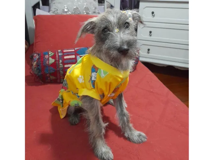 Cachorro ra a SRD-ViraLata idade 2 a 6 meses nome Polly 