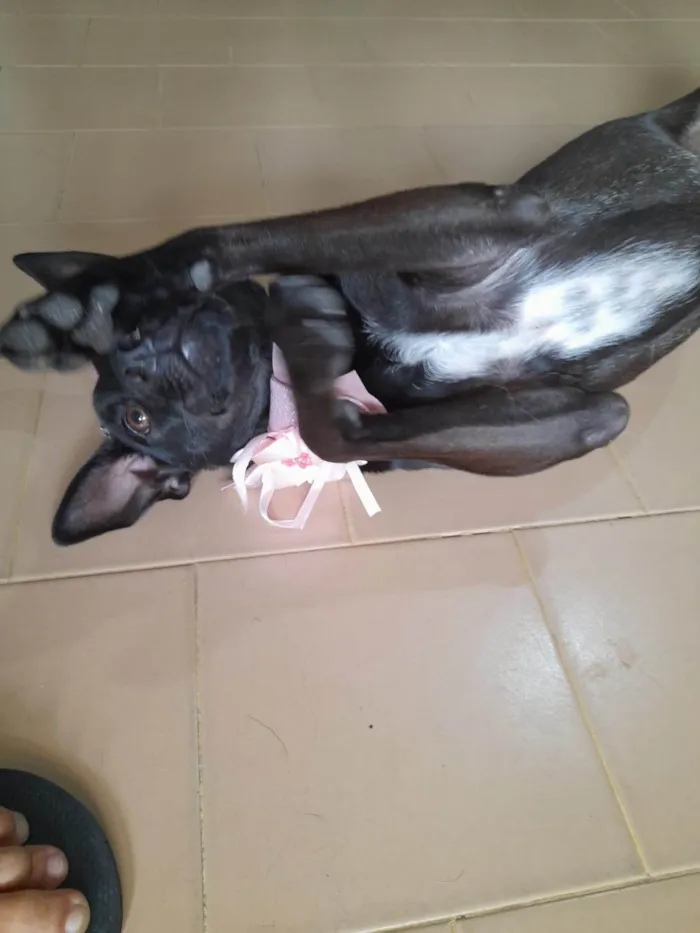 Cachorro ra a SRD-ViraLata idade 1 ano nome Lilica