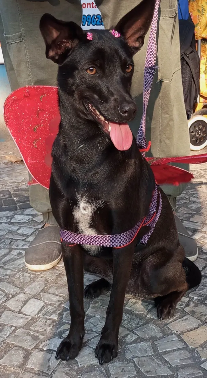 Cachorro ra a SRD-ViraLata idade 1 ano nome Lilica