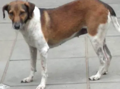 Cachorro raça SRD-ViraLata idade 5 anos nome Pane