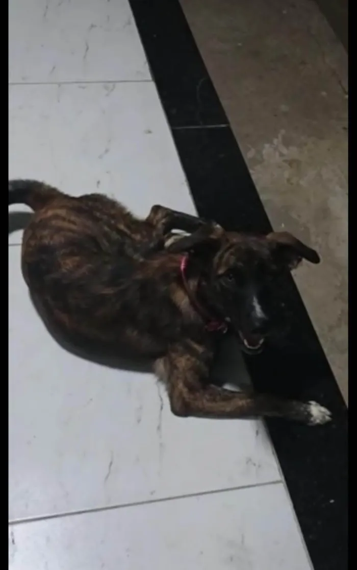 Cachorro ra a SRD-ViraLata idade 7 a 11 meses nome Cristal