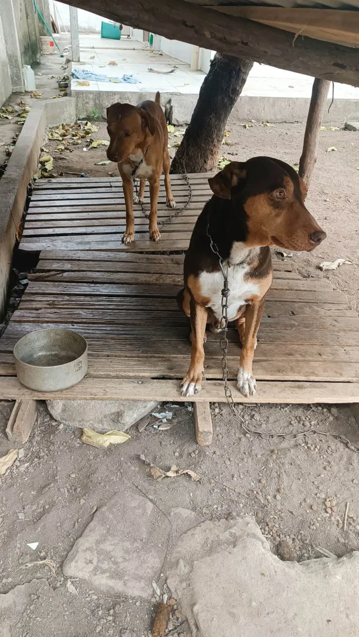 Cachorro ra a Labrador idade 6 ou mais anos nome Bolt