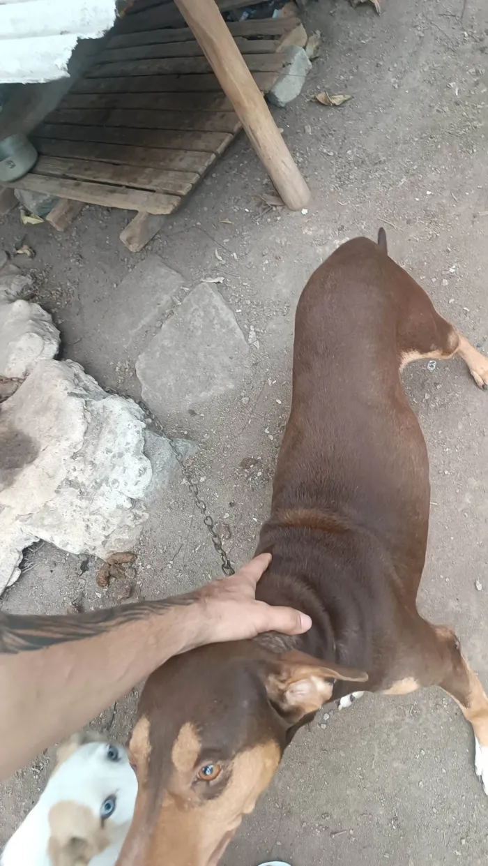 Cachorro ra a Labrador idade 6 ou mais anos nome Bolt