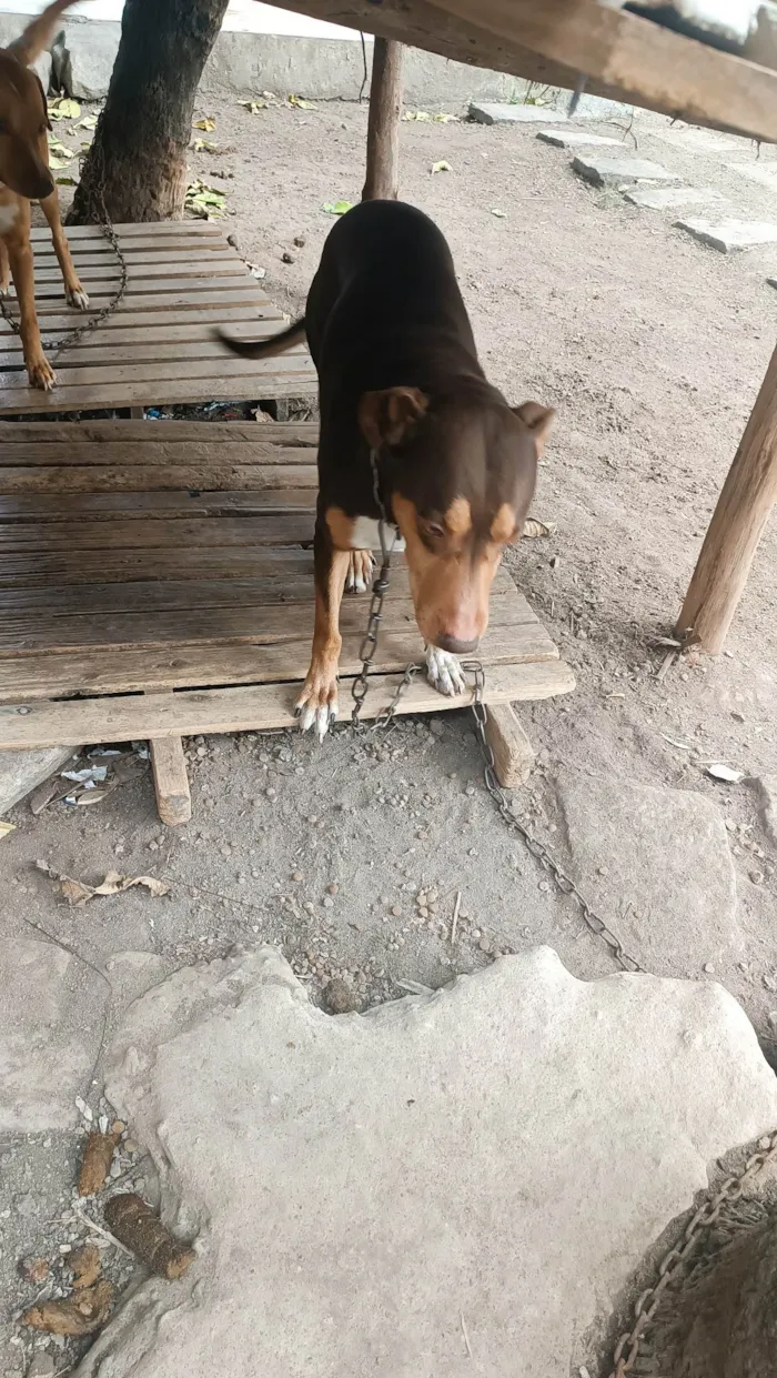 Cachorro ra a Labrador idade 6 ou mais anos nome Bolt