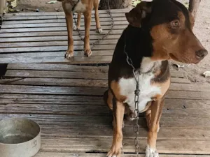 Cachorro raça Labrador idade 6 ou mais anos nome Bolt