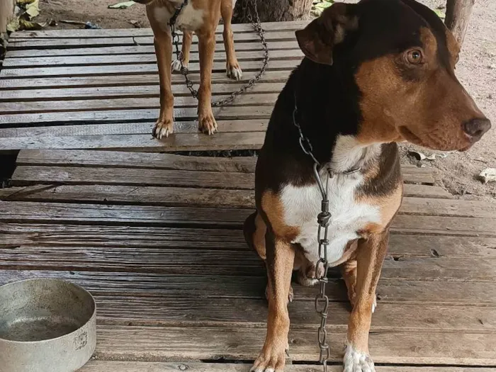 Cachorro ra a Labrador idade 6 ou mais anos nome Bolt