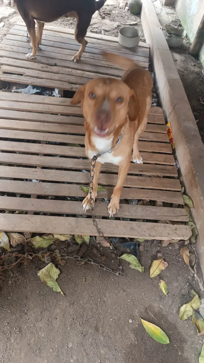 Cachorro ra a Labrador idade 6 ou mais anos nome Beethoven