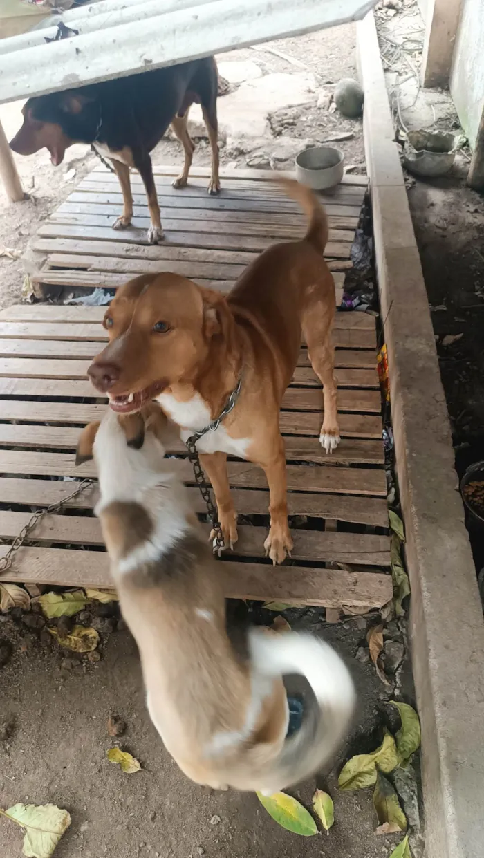 Cachorro ra a Labrador idade 6 ou mais anos nome Beethoven