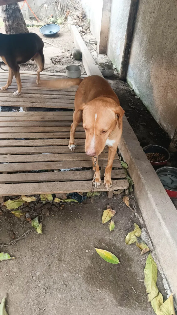 Cachorro ra a Labrador idade 6 ou mais anos nome Beethoven