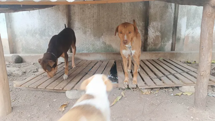 Cachorro ra a Labrador idade 6 ou mais anos nome Beethoven