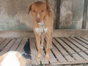 Cachorro raça Labrador idade 6 ou mais anos nome Beethoven