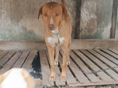 Cachorro raça Labrador idade 6 ou mais anos nome Beethoven