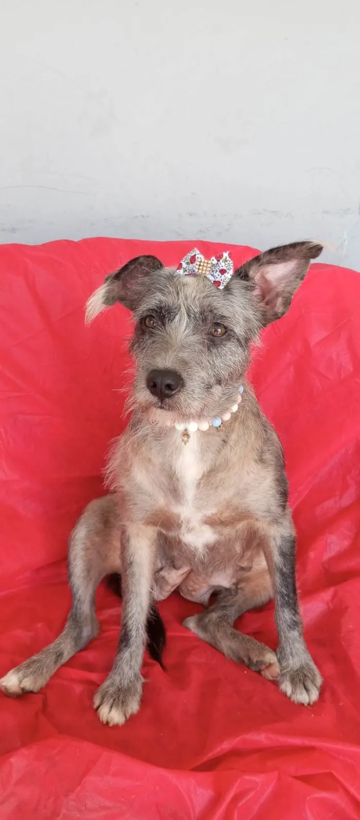 Cachorro ra a SRD-ViraLata idade 2 anos nome Flora