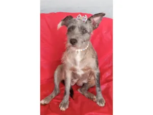 Cachorro raça SRD-ViraLata idade 2 anos nome Flora