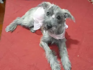 Cachorro raça SRD-ViraLata idade 2 a 6 meses nome Polly 