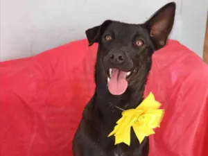 Cachorro raça SRD-ViraLata idade 1 ano nome Lilica