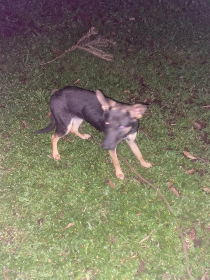 Cachorro ra a Pastor Alemão idade 7 a 11 meses nome Não tem nome 