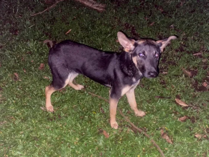 Cachorro ra a Pastor Alemão idade 7 a 11 meses nome Não tem nome 