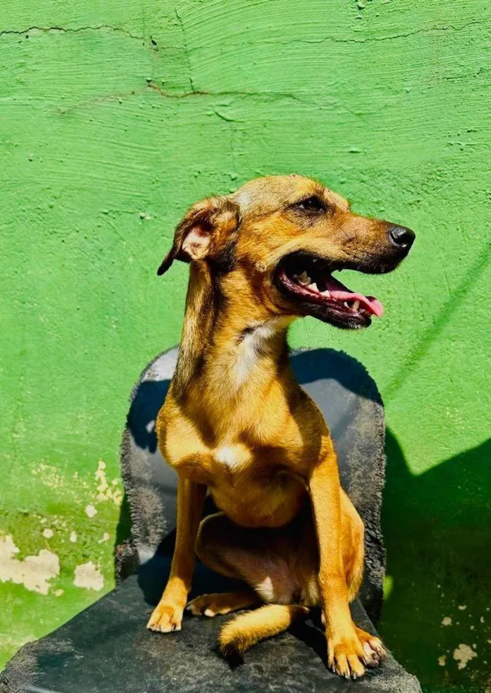 Cachorro ra a SRD-ViraLata idade 1 ano nome Dolly