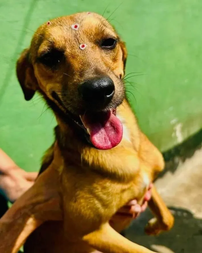 Cachorro ra a SRD-ViraLata idade 1 ano nome Dolly