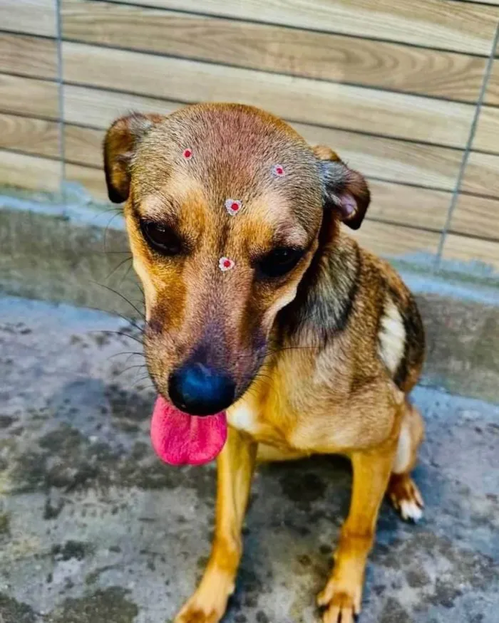 Cachorro ra a SRD-ViraLata idade 1 ano nome Dolly