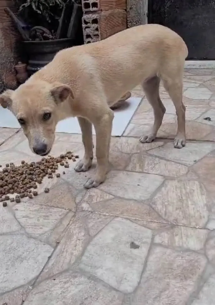 Cachorro ra a SRD-ViraLata idade 2 a 6 meses nome Pérola