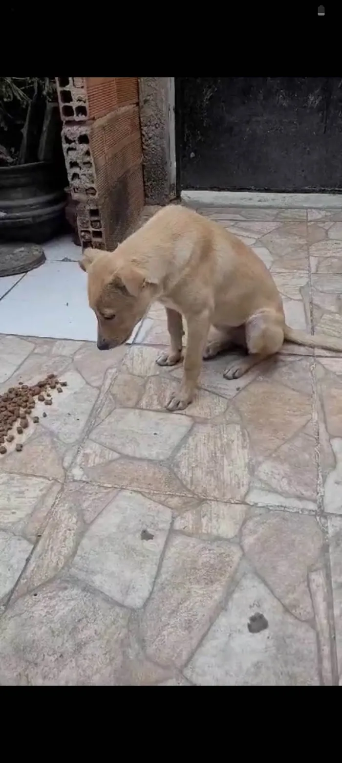 Cachorro ra a SRD-ViraLata idade 2 a 6 meses nome Pérola