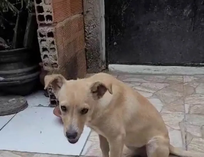 Cachorro ra a SRD-ViraLata idade 2 a 6 meses nome Pérola