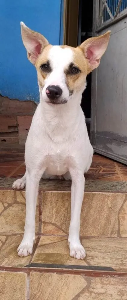 Cachorro ra a SRD-ViraLata idade 7 a 11 meses nome Branquinha 