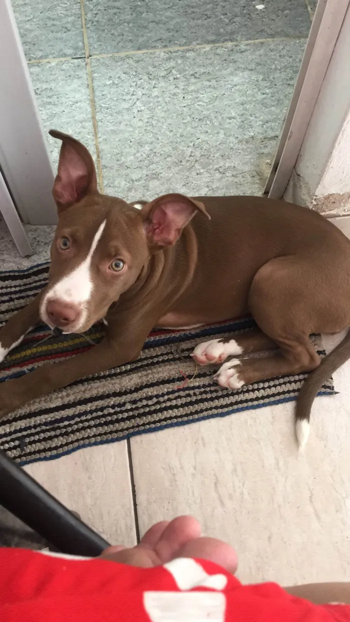 Cachorro ra a Pit-Bull idade 1 ano nome Kiara