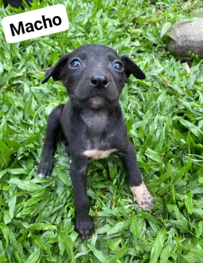 Cachorro ra a SRD-ViraLata idade Abaixo de 2 meses nome Sem nome 