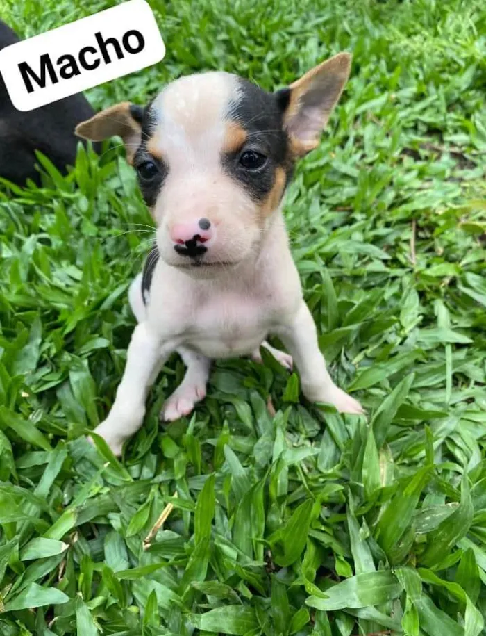 Cachorro ra a SRD-ViraLata idade Abaixo de 2 meses nome Sem nome 