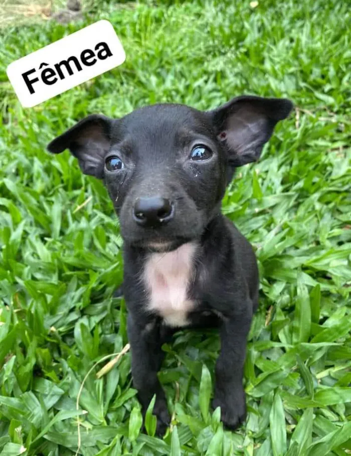 Cachorro ra a SRD-ViraLata idade Abaixo de 2 meses nome Sem nome 